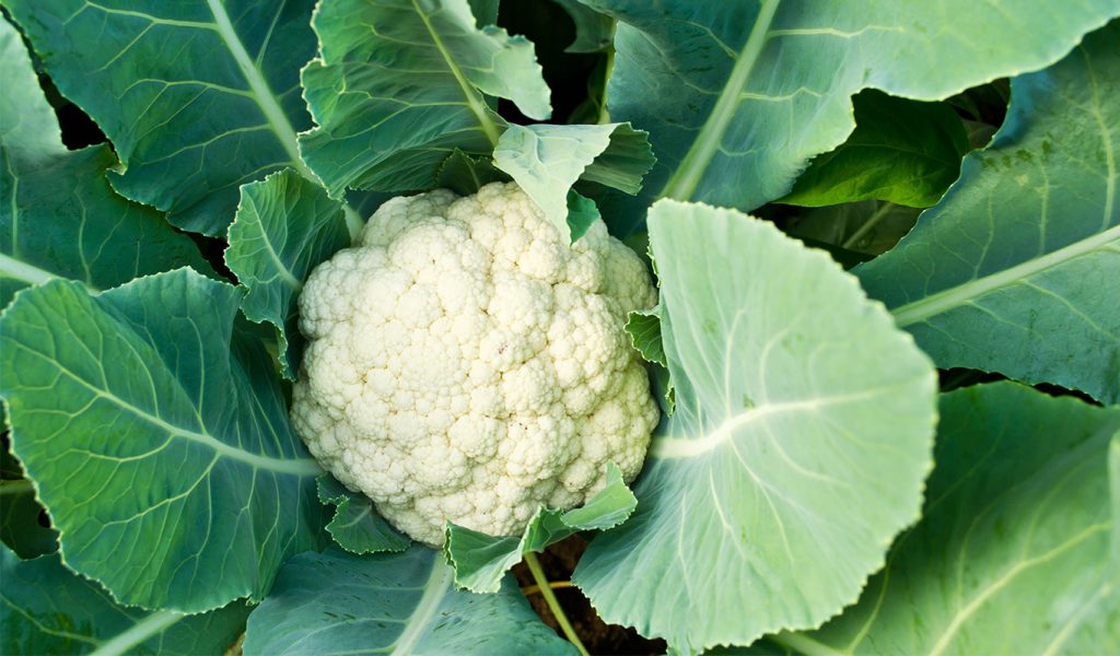 cavolfiore in un campo
