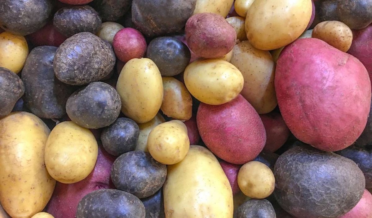 varietà di patate
