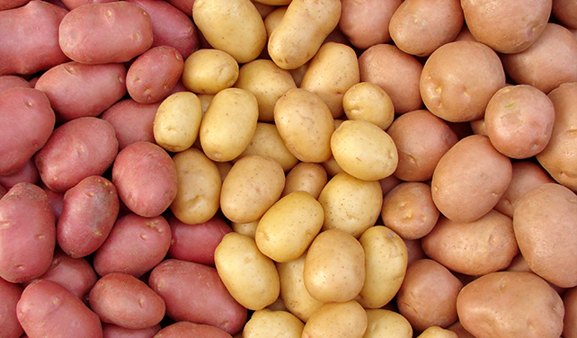 varietà di patata